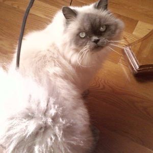 Meet your Posher, Donna